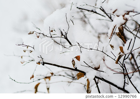 Under the snow Under the snow 12990766