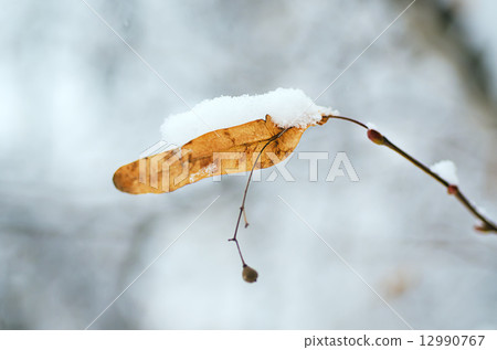 Under the snow Under the snow 12990767