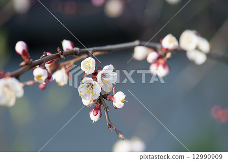 Apricot tree flower Apricot tree flower 12990909