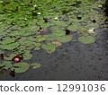 睡蓮010 12991036
