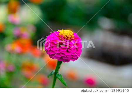 Sinia 12991140