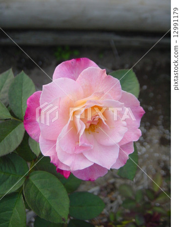 玫瑰品種名稱Abraqabra 12991179