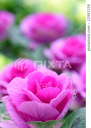 觀賞白菜 觀賞白菜 12991316