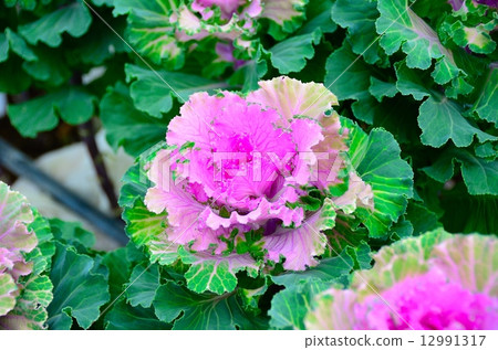 觀賞白菜 觀賞白菜 12991317