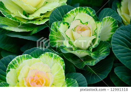 觀賞白菜 觀賞白菜 12991318