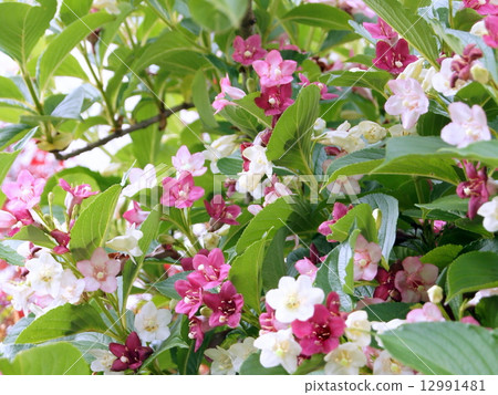 White ~ red gradient flower Hakonnetutsugi: sex heirs White ~ red gradient flower Hakonnetutsugi: sex heirs 12991481