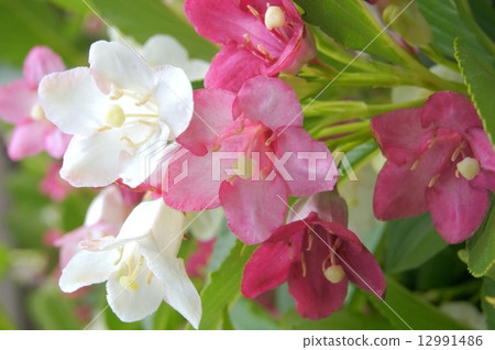 White ~ red gradient flower Hakonnetutsugi: sex heirs White ~ red gradient flower Hakonnetutsugi: sex heirs 12991486