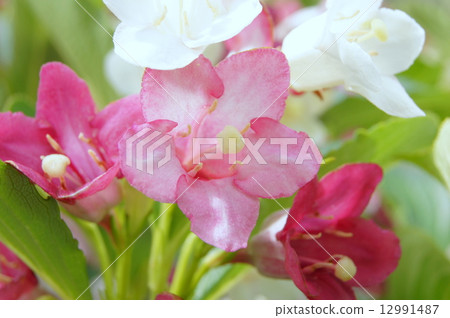 White ~ red gradient flower Hakonnetutsugi: sex heirs White ~ red gradient flower Hakonnetutsugi: sex heirs 12991487