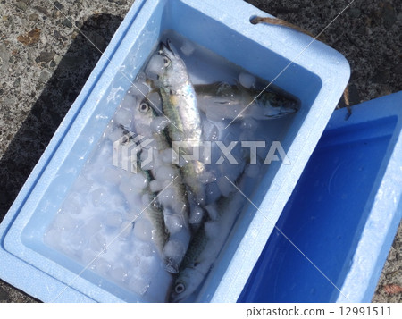 釣魚魚001 釣魚魚001 12991511
