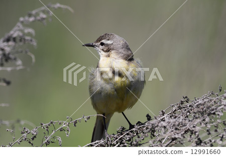 Yellow wagtail Yellow wagtail 12991660