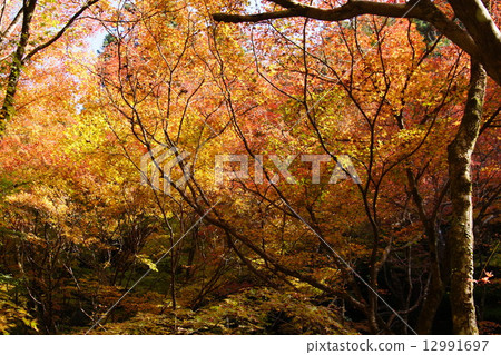 Oyada Shrine Momiji Valley Oyada Shrine Momiji Valley 12991697
