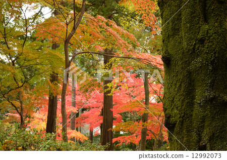 時刻要癒合 12992073