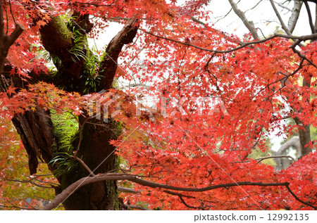 一棵老樹的Kaede 12992135