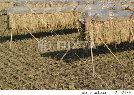 Rice reaping Rice reaping 12992179