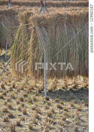 Rice reaping Rice reaping 12992187