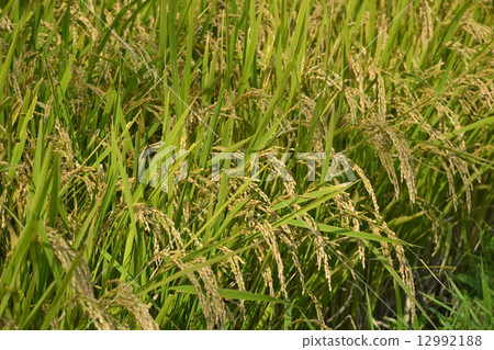 Rice field Rice field 12992188