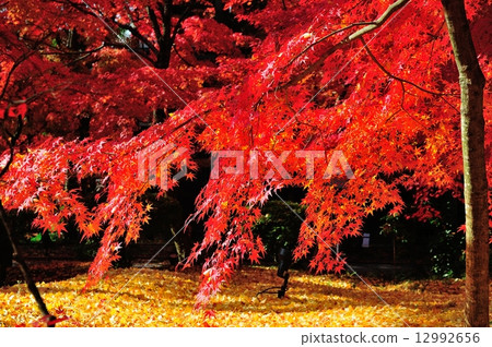 京都Eikan-do的秋天 12992656