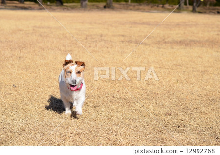 Ehe♪ 12992768