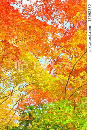 秋天圖像:秋葉 秋天圖像:秋葉 12992880