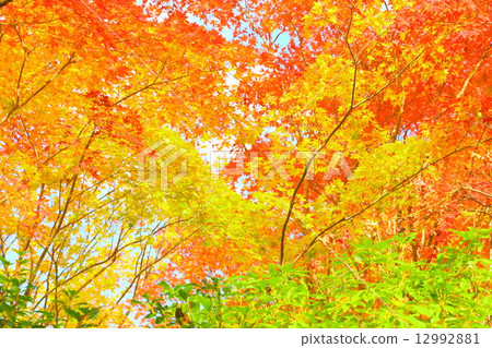 秋天圖像：秋葉 12992881