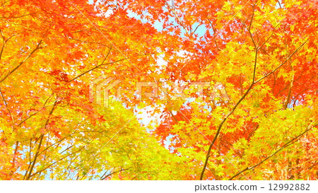 秋天圖像：秋葉 12992882