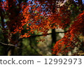 秋天的樹葉 12992973