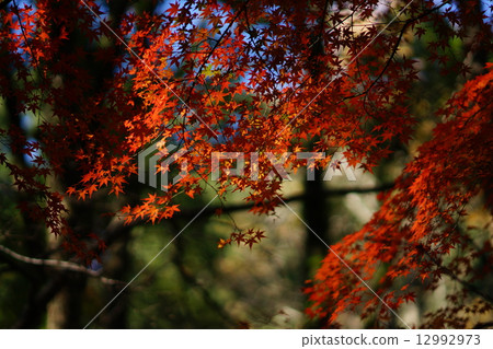 秋天的樹葉 秋天的樹葉 12992973