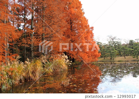 彩色的針葉樹 12993017