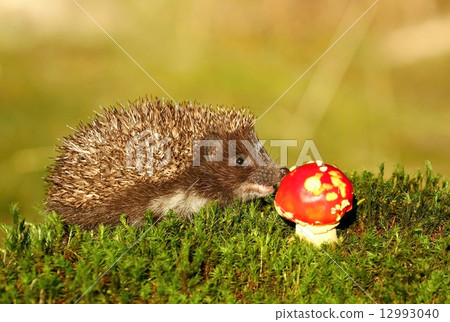 Hedgehog and agaric Hedgehog and agaric 12993040