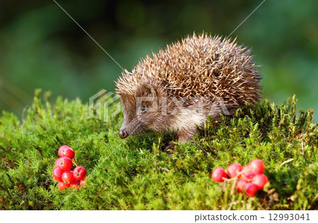 Hedgehog and rowans Hedgehog and rowans 12993041