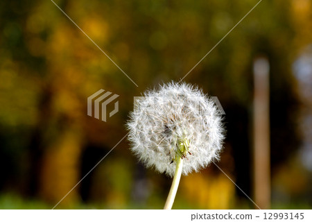 Anthodium of a dandelion. 12993145