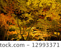 Autumn leaves of Nagatoro 12993371