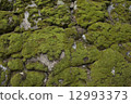 Moss garden 12993373
