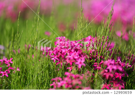 羊山公園的福祿考 12993659