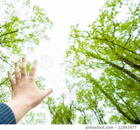 In the forest 12993977