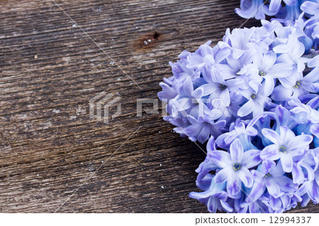 Hyacinths flowers Hyacinths flowers 12994337