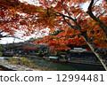 Kyoto Arashiyama · Maple boarding maple 12994481