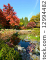 Kyoto Prefectural Botanic Garden Daytime in the afternoon · Maple distant view of Maple that gained autumn leaves 12994482