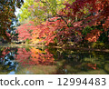 Momiji sparkling in the Kyoto prefectural botanical garden pond 12994483