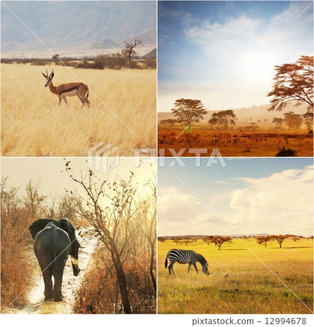 African safari 12994678