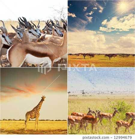African safari 12994679