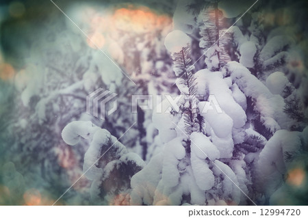 Winter forest 12994720