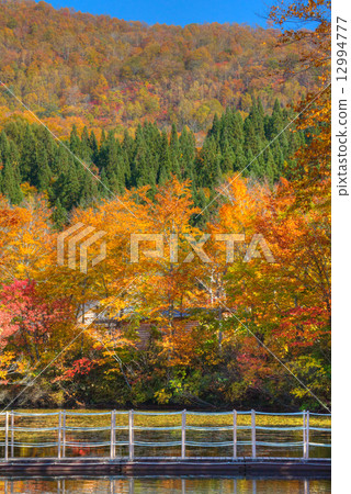 Autumn leaves of Jizo swamp 12994777