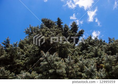 Crone of the Colorado blue spruce 12995059