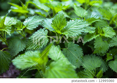 Stinging nettles Stinging nettles 12995060