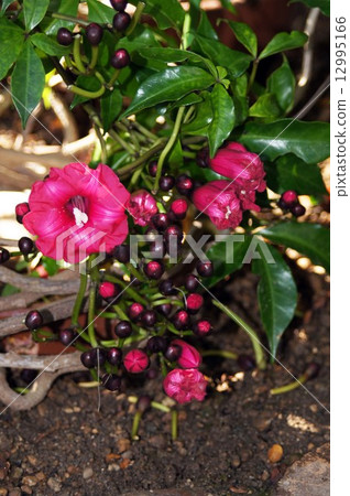 Ipomea Horus Fariah“鮮花和芽” Ipomea Horus Fariah“鮮花和芽” 12995166