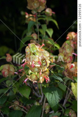 Holmsholdia / Sangguinair 12995416