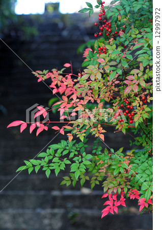 南方的天空樹 12997972