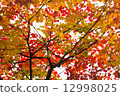 Autumn leaves branch on one side 12998025