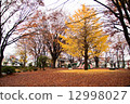 Autumn leaves of Horizontal Ginkgo biloba and Momiji 12998027